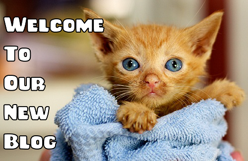 Kitten